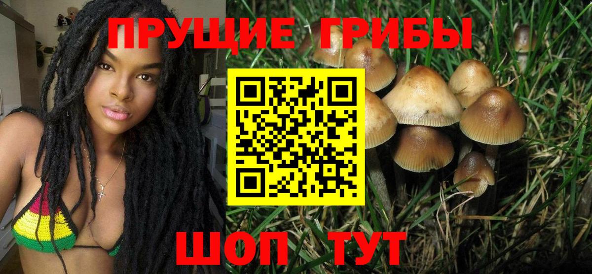Псилоцибиновые грибы Psilocybe Солнечногорск