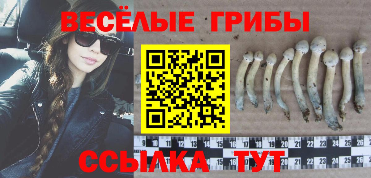 Солнечногорск  Галлюциногенные грибы Psilocybe  где купить наркотик  Вход с VPN  Галлюциногенные грибы GOLDEN TEACHER 